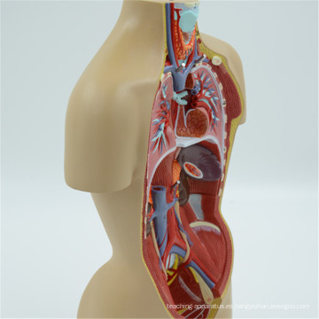 Productos más vendidos Anatomy Training Male Human Torso Model